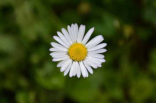 Marguerite Commune