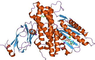 <span class="mw-page-title-main">Dihydrolipoyl transacetylase</span> Enzyme