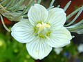 Parnassia palustris