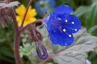 <i>Phacelia nashiana</i> species of plant