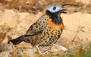 <span class="mw-page-title-main">Ocellated antbird</span> Species of bird