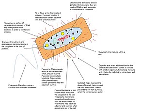 <span class="mw-page-title-main">Genome</span> All genetic material of an organism