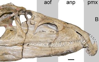 <i>Proterosuchus</i> Extinct genus of reptiles from the Early Triassic of South Africa