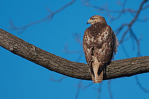 A red-tail hawk