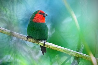 <span class="mw-page-title-main">Red-throated parrotfinch</span> Species of bird