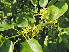 Rhamnus cathartica