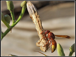 <i>Rhynchium</i> Genus of wasps