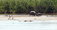 Rusizi NP hippopotamus.jpg