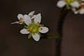 Saxifraga integrifolia