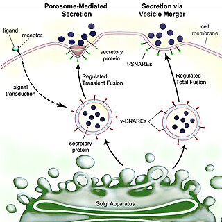 <span class="mw-page-title-main">Secretion</span> Controlled release of substances by cells or tissues