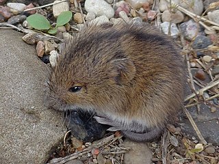 <span class="mw-page-title-main">Sminthidae</span> Family of rodents