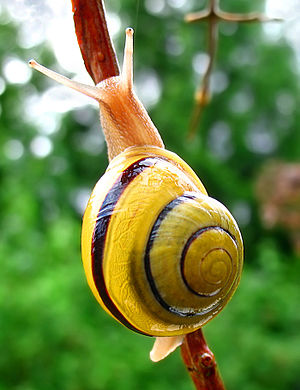 달팽이의 일종 (Cepaea hortensis)