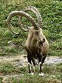 Capra ibex nubiana