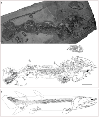 <i>Tinirau clackae</i> Extinct species of tetrapodomorph