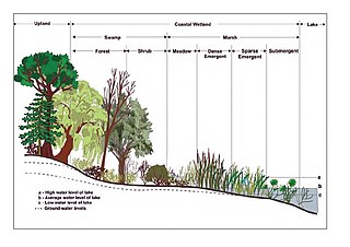 <span class="mw-page-title-main">Wetland</span> Land area that is permanently, or seasonally saturated with water