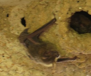 <span class="mw-page-title-main">Eastern cave bat</span> Species of bat