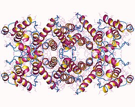 Image illustrative de l’article Dystrophine