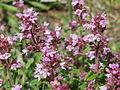 Thymus serpyllum