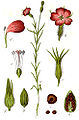 Agrostemma githago (as syn. Silene githago) vol. 5 - plate 17 in: Jacob Sturm: Deutschlands Flora in Abbildungen (1796)