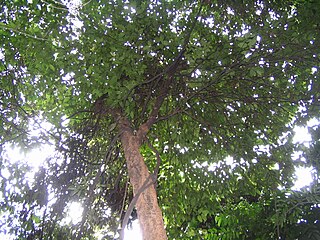 <i>Aidia</i> Genus of plants