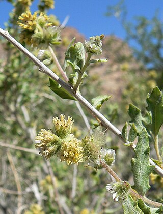 <i>Ambrosia eriocentra</i> Species of flowering plant