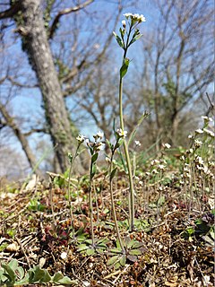 <i>Arabidopsis</i> Genus of flowering plants