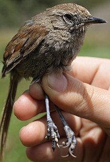 Perijá thistletail Species of bird