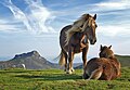 Caballos en la montaña Bianditz en los Pirineos, en Guipúzcoa, España. Por User:Richard Bartz.