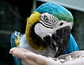 Animalphoto: Blue-and-yellow Macaw (ara ararauna)