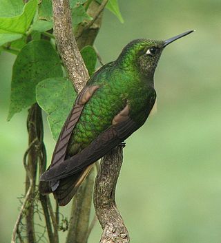 <i>Boissonneaua</i> Genus of birds