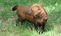 Bush dog