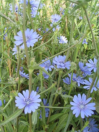 <i>Cichorium pumilum</i> Species of flowering plant