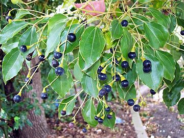 Foliage and fruit in Sydney, Australia