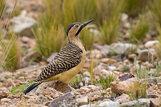 <span class="mw-page-title-main">Andean flicker</span> Species of woodpecker