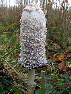 Gauruotasis mėšlagrybis (Coprinus comatus)