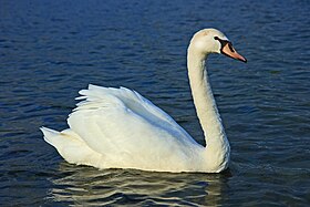 Um cisne-branco (Cygnus olor) juvenil, no início do inverno, nas proximidades da foz do rio Vantaanjoki, Helsinque, Finlândia.