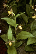 Cypripedium shanxiense.webp