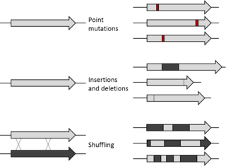 <span class="mw-page-title-main">Mutagenesis (molecular biology technique)</span>