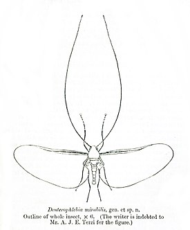 Deuterophlebia mirabilis