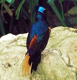 <span class="mw-page-title-main">Bornean crested fireback</span> Species of bird