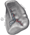 The visceral surface of the spleen.