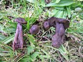 Hygrocybe ovina.