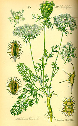 Paprastoji morka (Daucus carota)