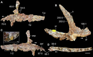 <i>Kalisuchus</i> Extinct genus of reptiles