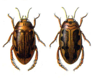 <i>Laccophilus</i> Genus of beetles