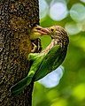 Image 63The lineated barbet (Psilopogon lineatus) is an Asian barbet native to the Terai, the Brahmaputra basin to Southeast Asia. It is a frugivore and nests in holes of tree trunks. The pictured specimen was photographed at National Botanical Gardens, Dhaka. Photo Credit: Nafis Ameen