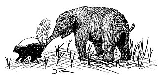 <i>Brachyprotoma</i> Extinct genus of carnivores