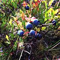 Aðalbláber (Vaccinium myrtillus)