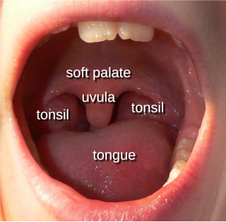 <span class="mw-page-title-main">Uvula</span> Fleshy appendage that hangs from the back of the palate