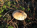 Zarrota (Macrolepiota procera)